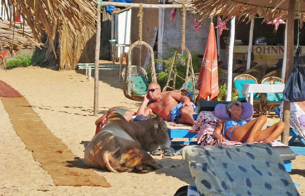 An interesting view of the beach at Calangute. Note the straw mat to prvent taking sand to the hotel and the sleeping cow.